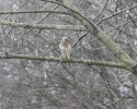 IMG_5233.jpeg