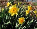 2025-03-10 GEC06 Daffodils.JPG