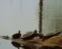2025-03-12 Osage Park Turtles.JPG