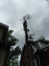 pine chop.jpg