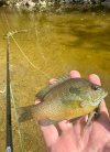 IMG_7452.jpeg