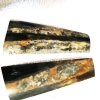 Fossil Walrus 2.jpg
