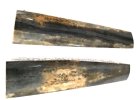fossil walrus 3.jpg