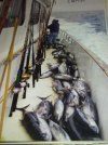 Tuna Catch September 2001.jpg
