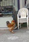 IMG_3355.jpeg