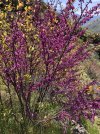 IMG_3235.jpeg