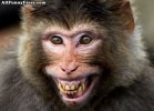 Monkey_Smiling.jpg