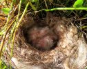 2025-04-16 Baby Wrens.JPG