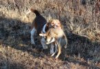 IMG_5333.jpeg