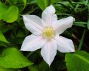 2025-04-24 Mystery Flower (2).JPG