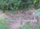 Fishpond Cleanup Midway.jpg