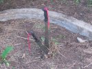 Fishpond Cleanup Beckers.jpg
