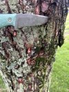 IMG_4260.jpeg