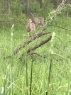 IMG_0426.jpg