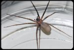 Brown Recluse Spider.jpg