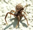 wolf spider.jpg