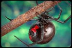 black widow.jpg