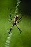 garden spider.jpg