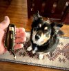 dog   & knife - 1 (1).jpeg