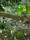 IMG_8033.jpeg