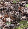 WoodCock on the trail.jpeg