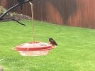 IMG_1317.jpeg