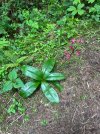 IMG_0958.jpeg