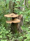 IMG_0056.jpeg