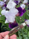 IMG_0011.jpeg