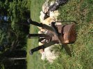 Beckers in Stump 1.jpg