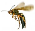 wasp-3.jpg