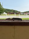 IMG_4336.jpeg