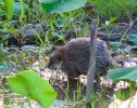 2025-05-30 Osage Park Muskrat (2).JPG