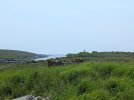 Longer view across Damariscove.jpeg