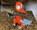 IMG_0999.jpeg