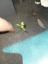 IMG_20250617_135329728.jpg