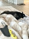 IMG_5347.jpeg