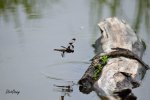 DSC_0332-E14-2-DDS.jpg