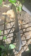 IMG_3031.jpeg