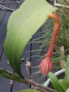 DSCF2378.jpg