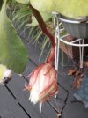 DSCF2384.jpg