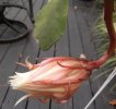 DSCF2385.jpg