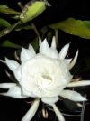 DSCF2392.jpg