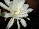 DSCF2403.jpg