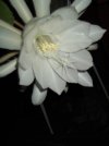 DSCF2412.jpg