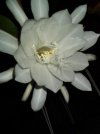 DSCF2413.jpg