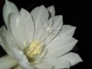 DSCF2416.jpg
