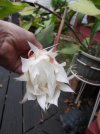 DSCF2419.jpg