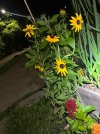 IMG_3232.jpeg