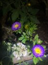 IMG_3226.jpeg